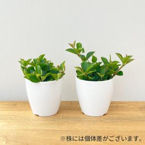 観葉植物 cot ペペロミア フェアリー 3....の詳細画像2