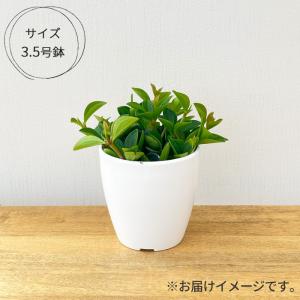 観葉植物 cot ペペロミア フェアリー 3....の詳細画像3