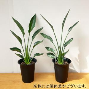 観葉植物 ストレリチア レギネ 6号鉢 ストレ...の詳細画像3