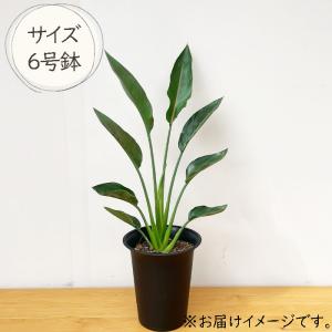 観葉植物 ストレリチア レギネ 6号鉢 ストレ...の詳細画像4