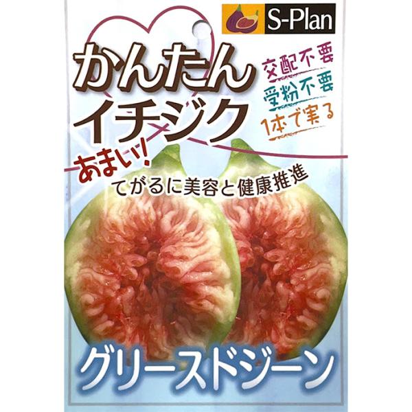 予約販売 いちじく 苗 グリースドジーン 15cmポット イチジク 無花果 一熟 苗木 果樹苗 sz...