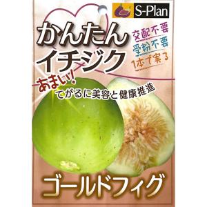 いちじく ビオレソリエス 2年生鉢植え ロングスリット 限定販売 : 苗木