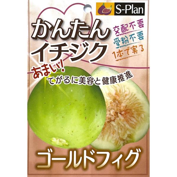 予約販売 いちじく 苗 ゴールドフィグ 15cmポット イチジク 無花果 一熟 苗木 果樹苗 szm...