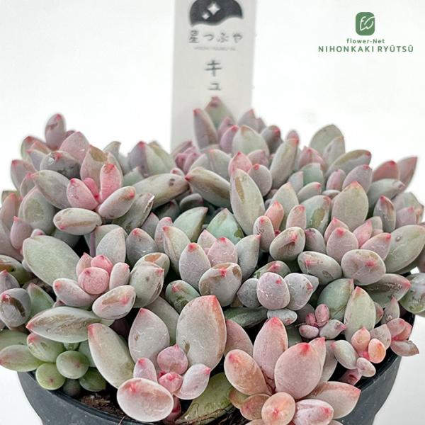 多肉植物 hstパキフィツム キューティーフィンガー 多肉植物 星つぶやさん苗 パキフィツム 7.5...