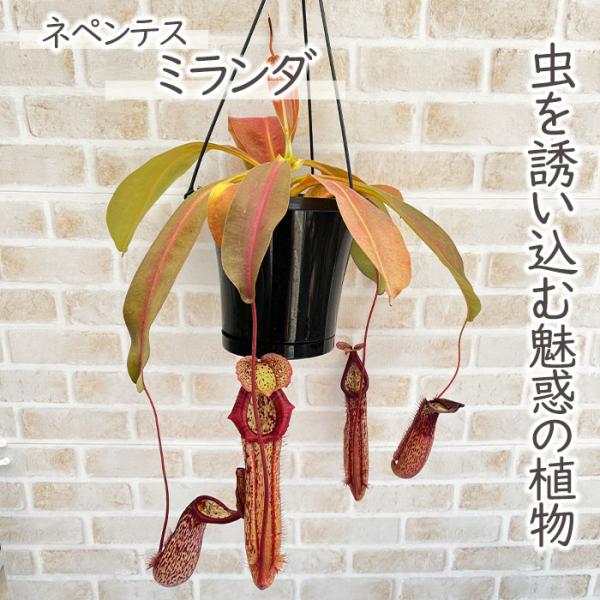 予約販売 食虫植物 ネペンテス ミランダ 5号 吊り鉢 送料無料 食虫植物 水生植物 ynz 6月中...