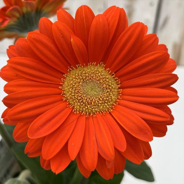 予約販売 宿根ガーベラ 苗 ガルビネア スウィートグロウ 10.5cmポット ガーデニング 花苗 宿...