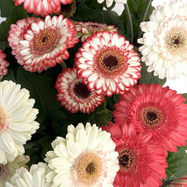 予約販売 ガーベラ 苗 サンデーズミディ ベリーズ&amp;クリーム 4号鉢 ガーデニング 花苗 宿根草 苗...