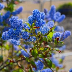 セアノサス カリフォルニアライラック 4号鉢 庭木 苗木 花木 鉢植え 鉢花