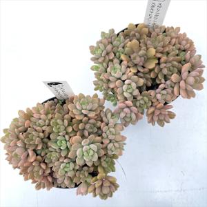 多肉植物 hstグラプトセダム スプリングワン...の詳細画像2