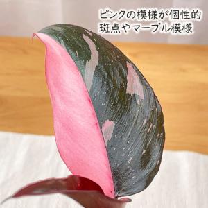 観葉植物 フィロデンドロン ピンクプリンセス ...の詳細画像1