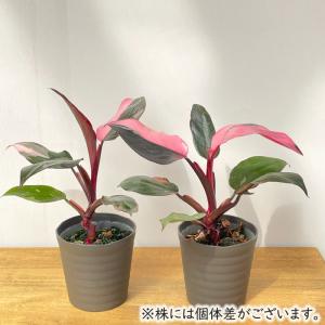 観葉植物 フィロデンドロン ピンクプリンセス ...の詳細画像2