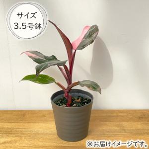 観葉植物 フィロデンドロン ピンクプリンセス ...の詳細画像3
