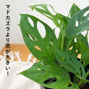 観葉植物 モンステラ オブリクアエクスピラータ...の詳細画像1