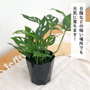観葉植物 モンステラ オブリクアエクスピラータ...の詳細画像2