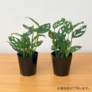 観葉植物 モンステラ オブリクアエクスピラータ...の詳細画像3