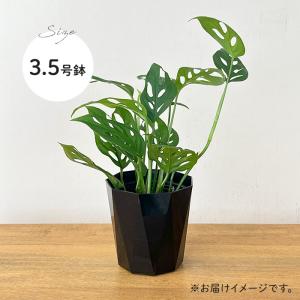 観葉植物 モンステラ オブリクアエクスピラータ...の詳細画像4
