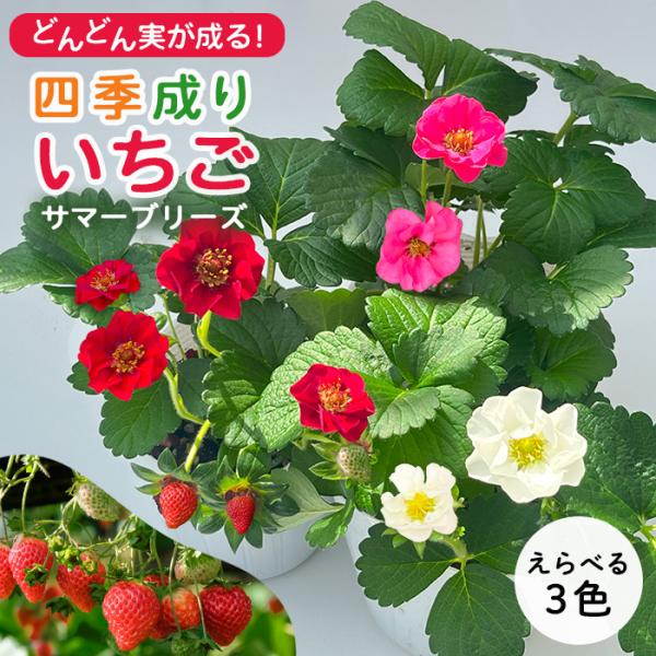 予約販売 選べる 四季成り イチゴ サマーブリーズ 苗 10.5cmポット いちご 苺 ストロベリー...