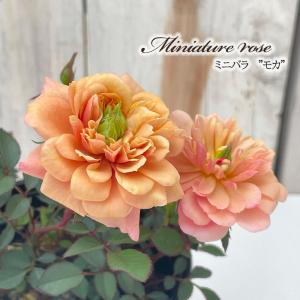ミニバラ モカ 登録品種 3.5号ポット 四季咲き バラ 薔薇 バラ苗 苗 オレンジ