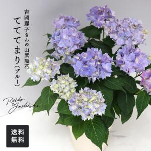 予約販売 吉岡麗子さんの山アジサイ てててまり ブルー 品種登録出願中 4号鉢 送料無料 ヤマアジサイ 山紫陽花 ギフトプレゼント 鉢植え 鉢花 4月下旬以降発送