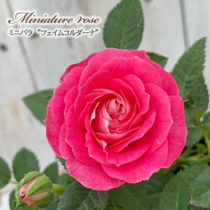 アルストロメリア・オレンジパーフェクションの苗 : 植物・園芸専門店