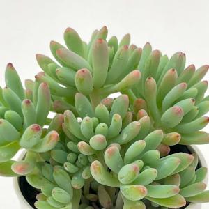 多肉植物 緑とピンクのロゼット*6 多肉植物 緑とピンクのロゼット*6 多肉植物 緑とピンクのロゼット