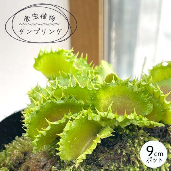 食虫植物 ハエトリソウ ダンプリング 9cmポット ハエトリグサ 水生植物 nnm