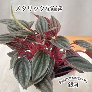観葉植物 cot ペペロミア カペラータ 銀河 ...の商品画像