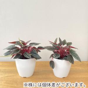 観葉植物 cot ペペロミア カペラータ 銀河...の詳細画像2
