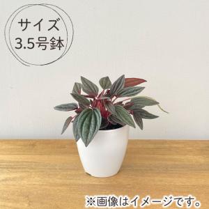 観葉植物 cot ペペロミア カペラータ 銀河...の詳細画像3