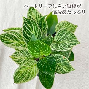 観葉植物 フィロデンドロン バーキン 4号鉢 ...の詳細画像1