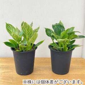 観葉植物 フィロデンドロン バーキン 4号鉢 ...の詳細画像2