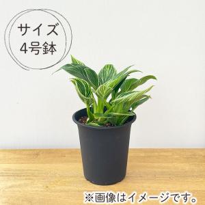 観葉植物 フィロデンドロン バーキン 4号鉢 ...の詳細画像3