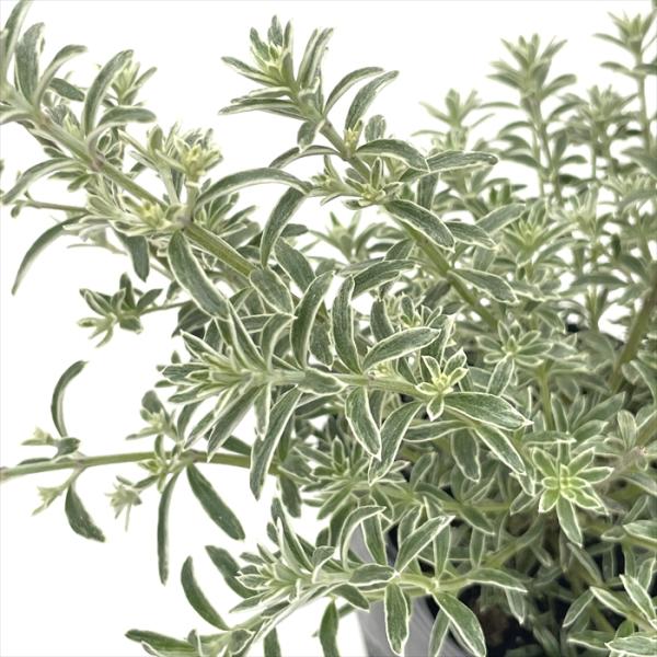 ウエストリンギア フルティコサ スモーキー 9cmポット オーストラリアンローズマリー ハーブ苗 H...