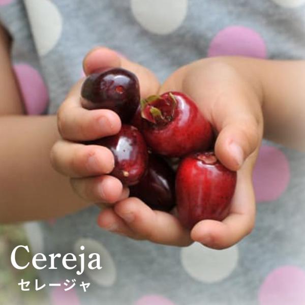 セレージャ 苗 10.5cmポット 庭木 苗木 果樹苗
