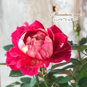ミサキ」切り花品種バラ苗 レアバラ 3点 ミサキ様専用」切り花品種バラ