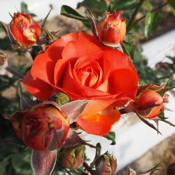 予約販売 バラ苗 バラ大苗 大輪 コーヒーブレイク 四季咲き 薔薇 ばら オレンジ 茶色 troe ...