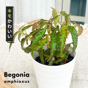 観葉植物 ベゴニア アンフィオクサス 3号鉢 木立ベゴニア 観葉植物 小型 小さい 室内 贈り物 プレゼント インテリア おしゃれ