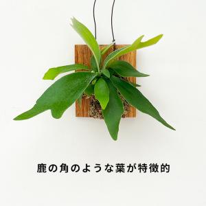 観葉植物 コウモリラン ネザーランド 壁掛け ...の詳細画像1