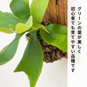 観葉植物 コウモリラン ネザーランド 壁掛け ...の詳細画像2