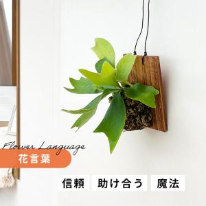観葉植物 コウモリラン ネザーランド 壁掛け ...の詳細画像3