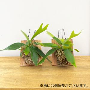 観葉植物 コウモリラン ネザーランド 壁掛け ...の詳細画像4
