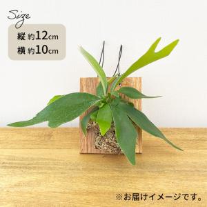 観葉植物 コウモリラン ネザーランド 壁掛け ...の詳細画像5