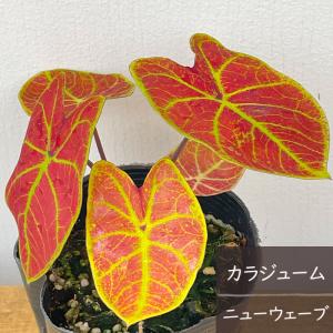 日本花キ流通 予約販売 アセビ フレーミングシルバー 10.5cmポット