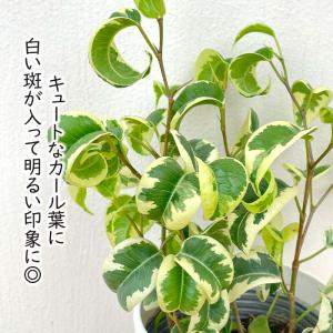 観葉植物 cot フィカス ベンジャミン シタ...の詳細画像1