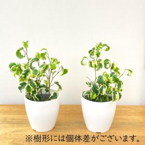 観葉植物 cot フィカス ベンジャミン シタ...の詳細画像2