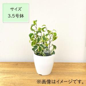 観葉植物 cot フィカス ベンジャミン シタ...の詳細画像3