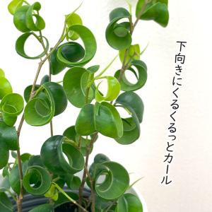 観葉植物 cot フィカス ベンジャミン バロ...の詳細画像1