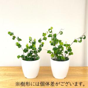 観葉植物 cot フィカス ベンジャミン バロ...の詳細画像2