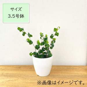観葉植物 cot フィカス ベンジャミン バロ...の詳細画像3