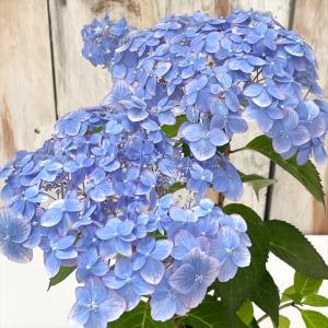 日本花キ流通 予約販売 山アジサイ 桜伊予獅子てまり 10.5cmポット